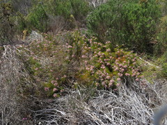 Serruria foeniculacea
