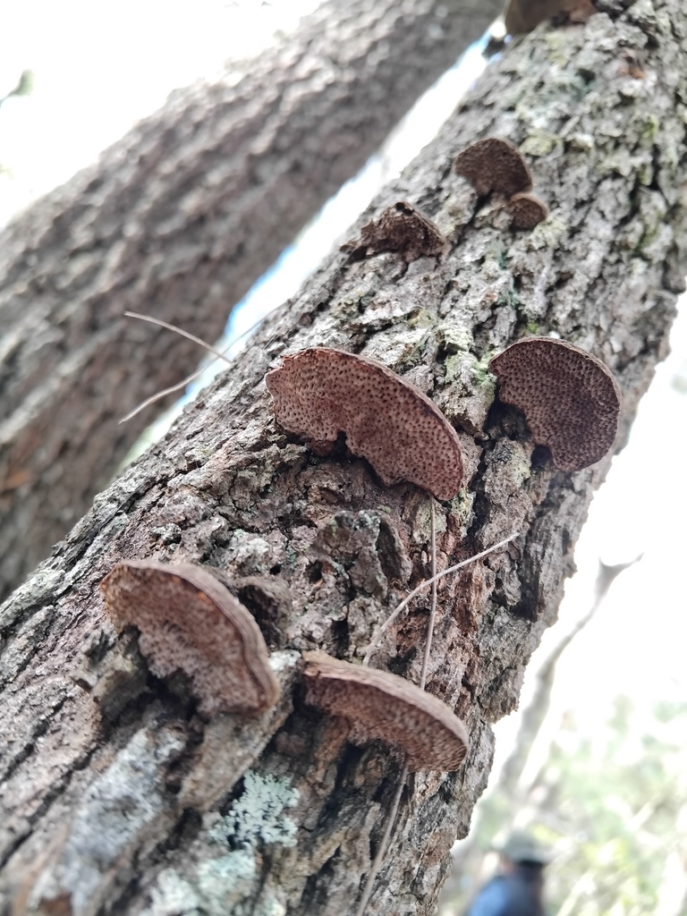 Phaeotrametes decipiens · August 2025 · photo: © sofiazed1 (iNaturalist, cc-by)
