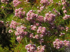 Serruria foeniculacea