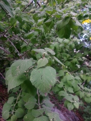 Zaluzania montagnifolia