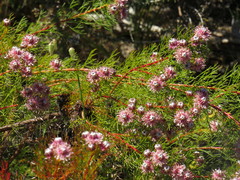 Serruria foeniculacea