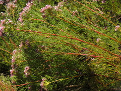 Serruria foeniculacea