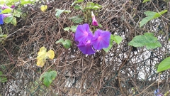 Ipomoea indica