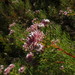 Serruria foeniculacea - Photo (c) Jeremy Gilmore, algunos derechos reservados (CC BY), subido por Jeremy Gilmore