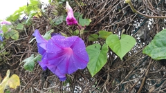 Ipomoea indica