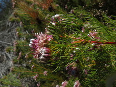 Serruria foeniculacea