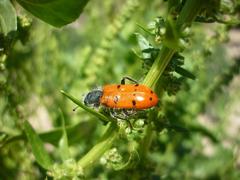 Trichodes octopunctatus