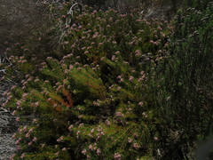 Serruria foeniculacea