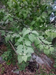 Zaluzania montagnifolia