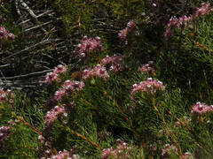 Serruria foeniculacea