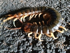 Scolopendra angulata