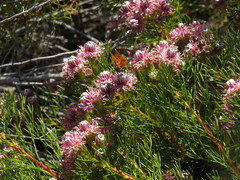 Serruria foeniculacea