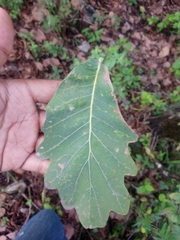Quercus glaucoides
