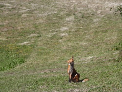 Red Fox photographed in Alabama