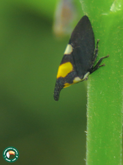 Enchophyllum quinquemaculatum