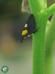 Enchophyllum quinquemaculatum