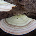 False Turkey-Tail - Photo (c) Luciana Ranelli, some rights reserved (CC BY-NC), uploaded by Luciana Ranelli