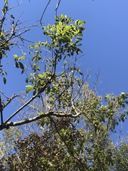 Rhamneae