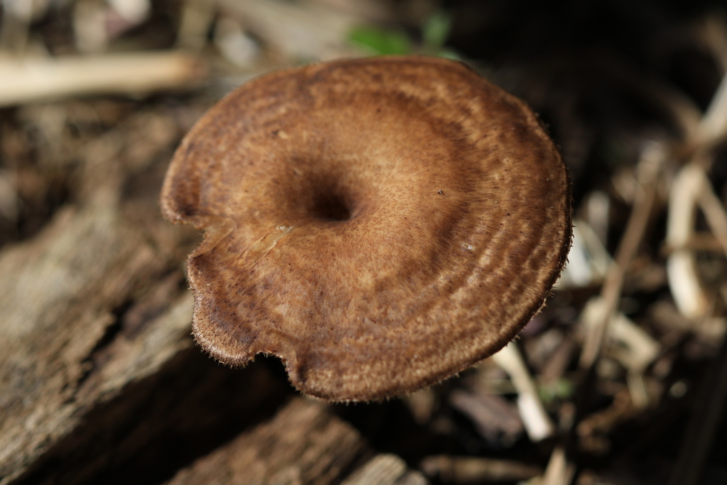 Lentinus arcularius · August 2025 · photo: © sofiazed1 (iNaturalist, cc-by)