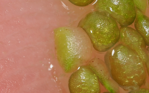 Dotted Watermeal (Wolffia borealis)