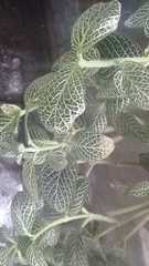 Fittonia