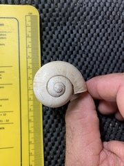 Pomacea paludosa image