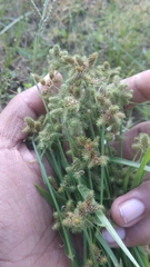 Cyperus leptocarpus
