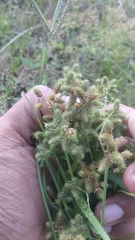 Cyperus leptocarpus