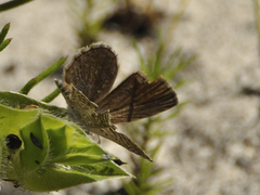 Actizera lucida