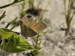 Actizera lucida