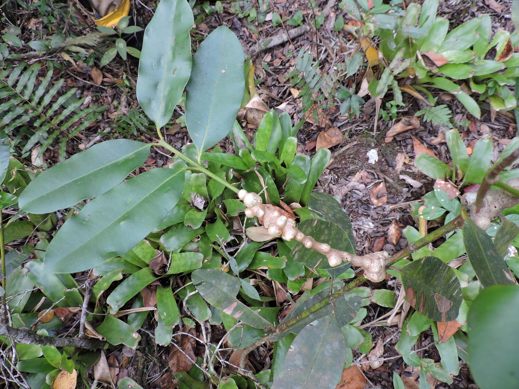 Lopesia caulinaris