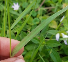 Setaria parviflora image