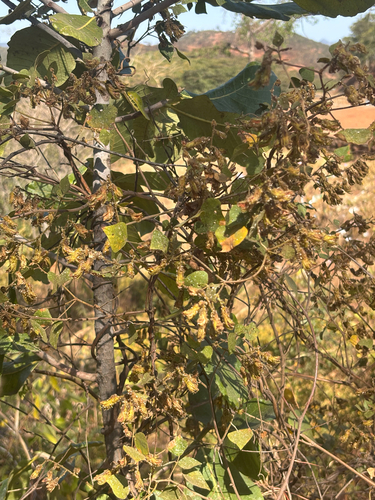 Rhynchosia resinosa
