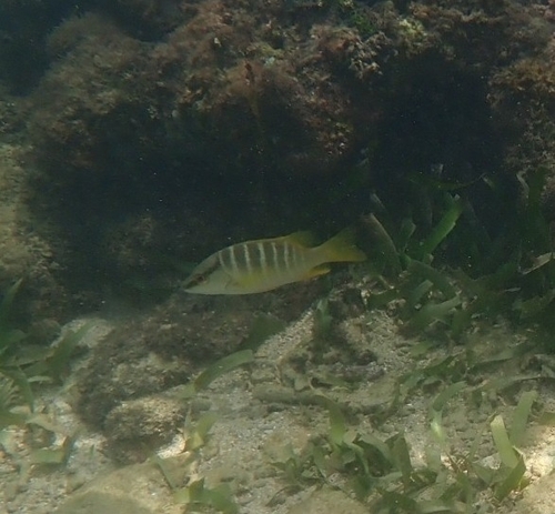Lutjanus apodus
