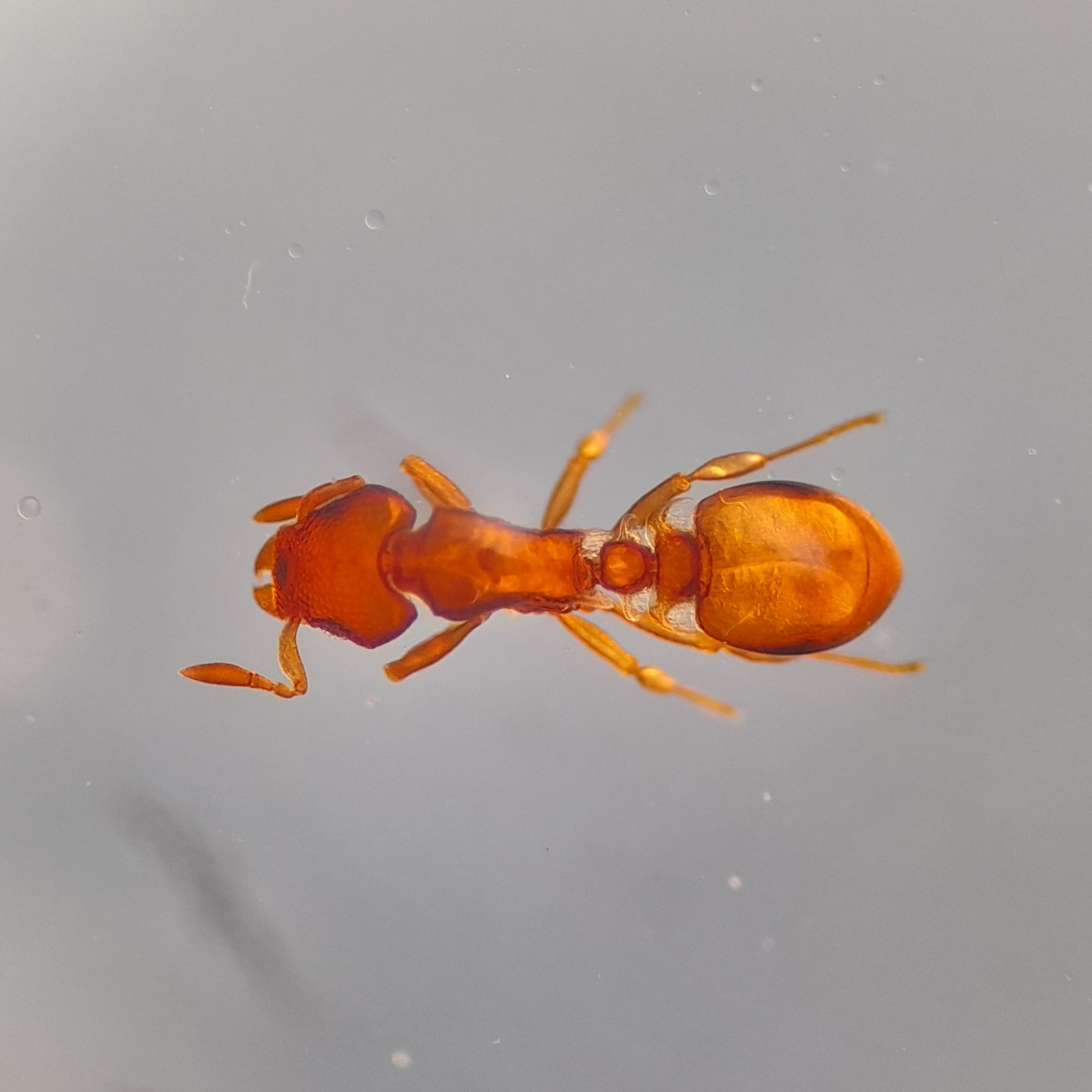 Colobostruma biconcava