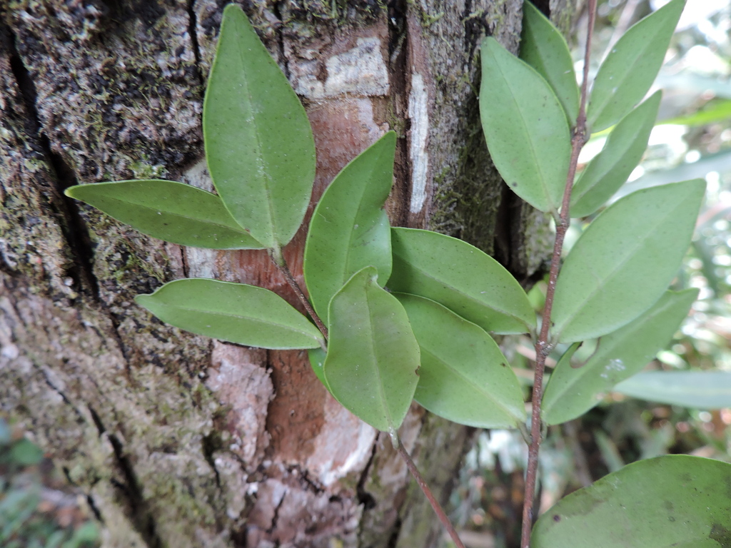 Siphoneugena guilfoyleiana