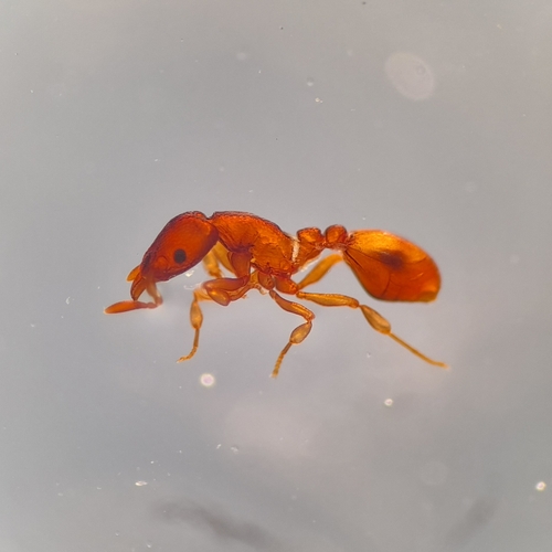 Colobostruma biconcavaColobostruma biconcava