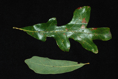 Quercus austrina