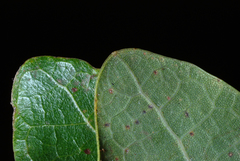 Quercus austrina