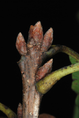 Quercus austrina