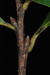 Quercus austrina