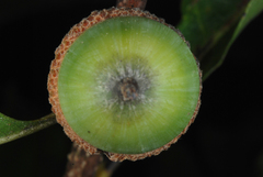 Quercus austrina