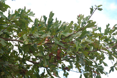 Quercus austrina