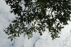 Quercus austrina
