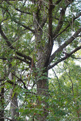 Quercus austrina