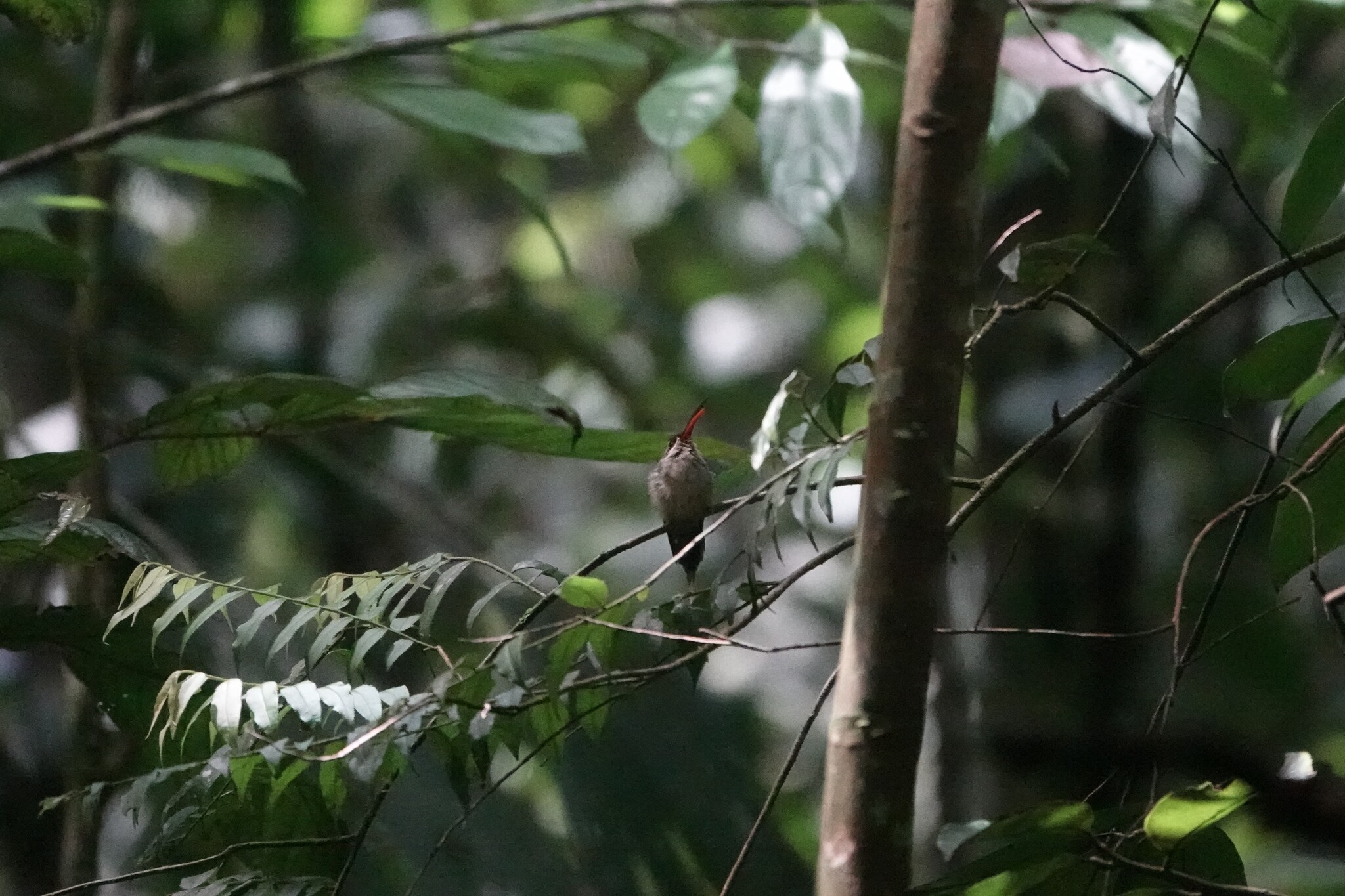 Great-billed Hermit (Phaethornis malaris), photo 1