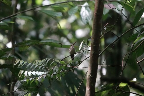 Great-billed Hermit (Phaethornis malaris), photo 2