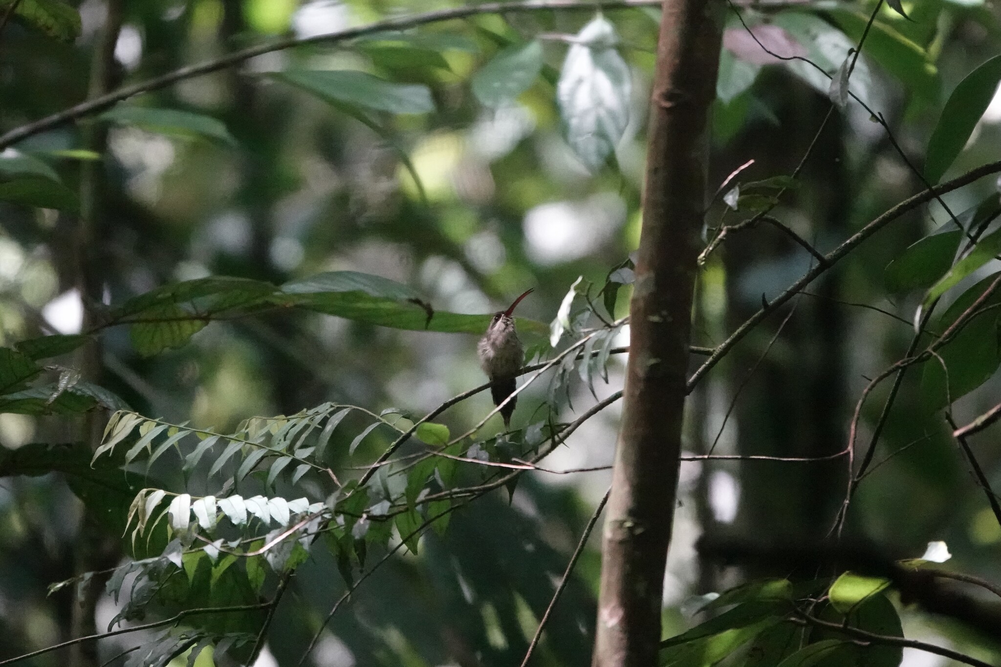 Great-billed Hermit (Phaethornis malaris), photo 2