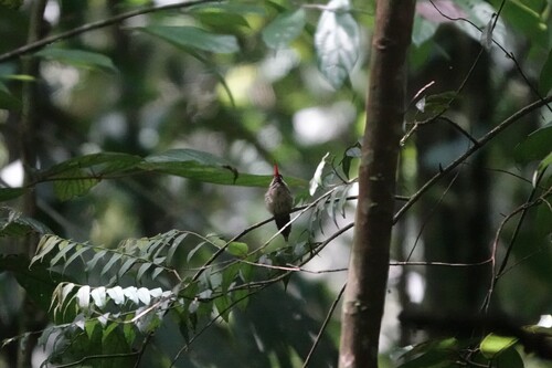 Great-billed Hermit (Phaethornis malaris), photo 8