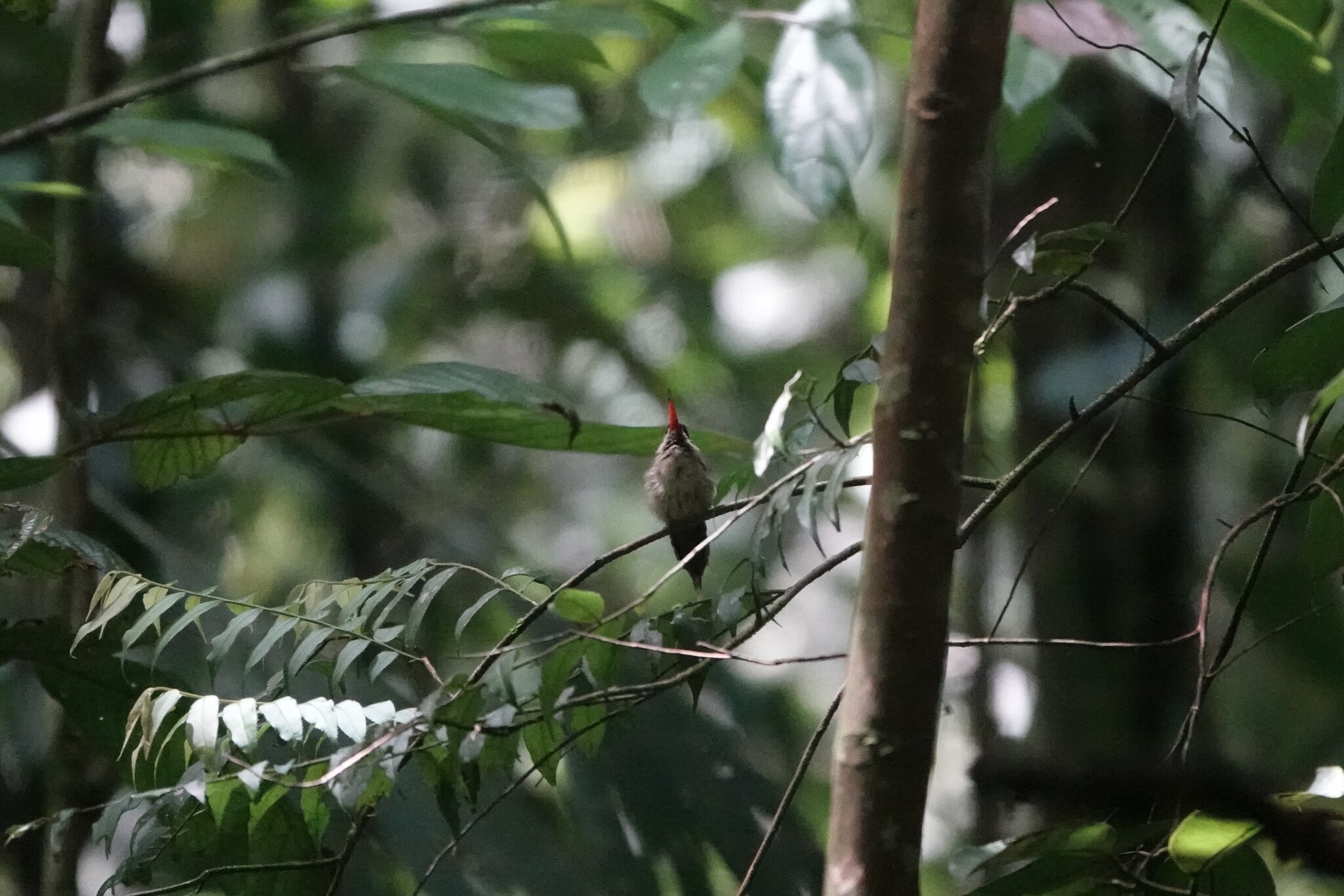 Great-billed Hermit (Phaethornis malaris), photo 3